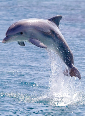 Dolphin Snorkeller