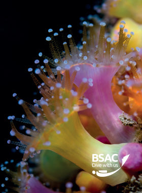 Underwater Photography